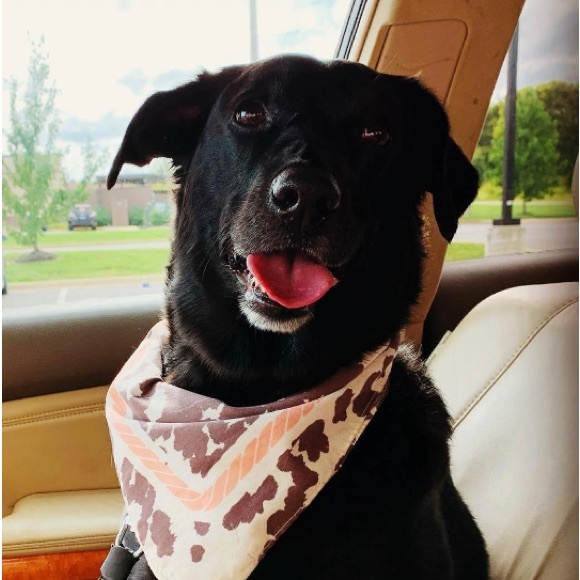 Meet your Posher, Jennifer - Picture 2 of 3